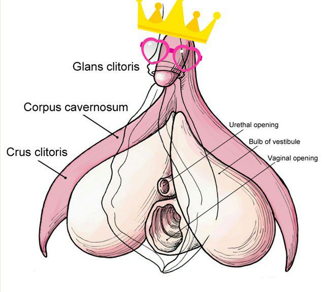 clitoris