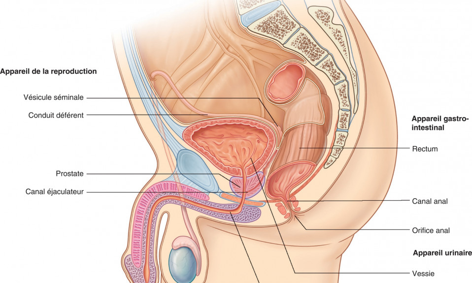 infection urinaire